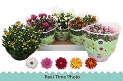 Chrysanth Mix 5 Colours 23Ø 25cm