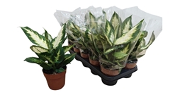 Dieffenbachia Camilla 12Ø 37cm