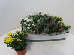 Chrysanth Mix 6 Mix 12Ø 25cm