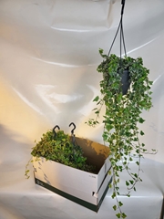 Hedera Helix White Wonder 19Ø 70cm