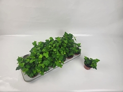Hedera Helix Wonder 8Ø 5cm