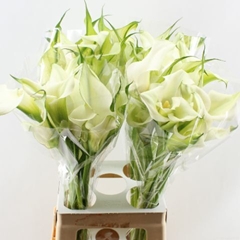 Zantedeschia Captain Ventura 70cm Twisted