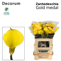 Zantedeschia Gold Medal 55cm