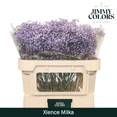 Gypsophila Painted Xlence Milka 70cm 20gr.
