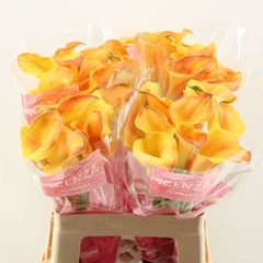 Zantedeschia Captain Odeon 60cm