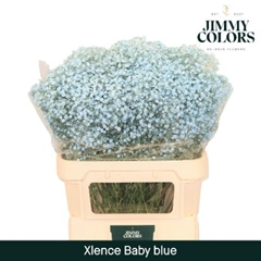 Gypsophila Painted Xlence Light Blue 80cm 30gr.