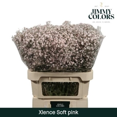Gypsophila Painted Xlence Pink 80cm 30gr.