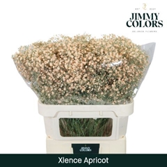 Gypsophila Painted Xlence Apricot 80cm 30gr.