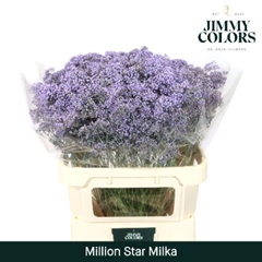 Gypsophila Painted Million Star Milka 80cm 30gr.