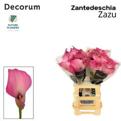 Zantedeschia Zazu 65cm
