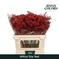 Gypsophila Painted Million Star Red 80cm 30gr.