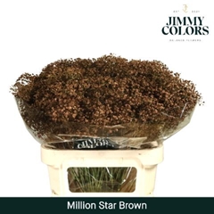 Gypsophila Painted Million Star Brown 80cm 30gr.