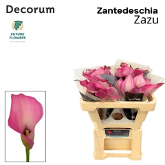 Zantedeschia Zazu 50cm