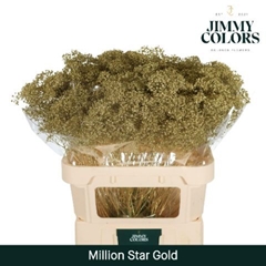 Gypsophila Painted Million Star Metallic Gold 80cm 30gr.
