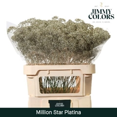 Gypsophila Painted Million Star Metallic Platinum 80cm 30gr.