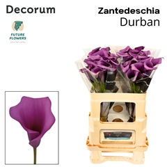 Zantedeschia Durban 55cm
