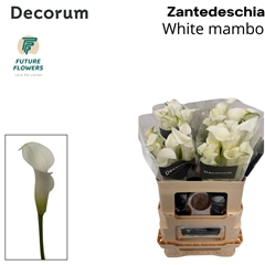Zantedeschia White Mambo 55cm