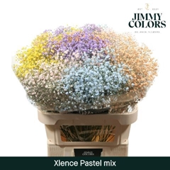 Gypsophila Painted Xlence Pastel Mix 80cm 30gr.