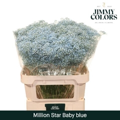 Gypsophila Painted Million Star Light Blue 80cm 30gr.