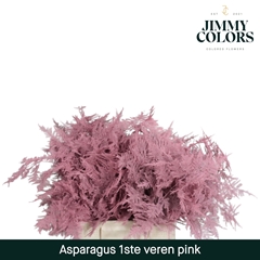 Asparagus Setaceus Painted Pink 45cm