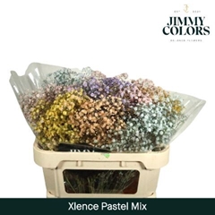 Gypsophila Painted Xlence Pastel Mix 70cm 20gr.