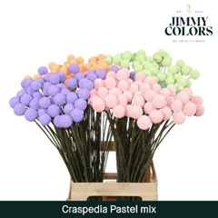 Craspedia Painted Pastel 60cm