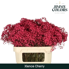 Gypsophila Painted Xlence Cherry 80cm 30gr.