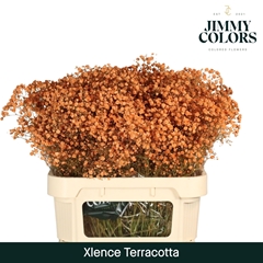Gypsophila Painted Xlence Terracotta 80cm 30gr.