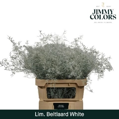 Limonium Painted Beltaard White 90cm 50gr.