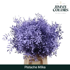 Pistacia Painted Milka 40cm