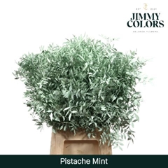 Pistacia Painted Mint 40cm