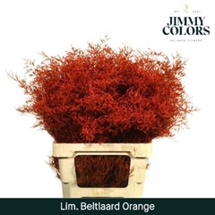 Limonium Painted Beltaard Orange 70cm 30gr.