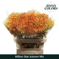 Gypsophila Painted Million Star Autumn Mix 80cm 30gr.