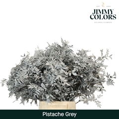 Pistacia Painted Grey 40cm