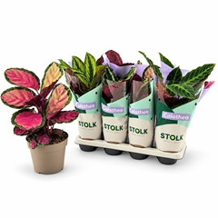Calathea Mixed 5 Varietys 14Ø 45cm