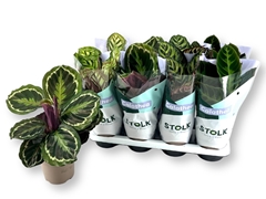 Calathea Mixed 5 Varietys 14Ø 45cm