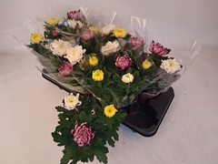 Chrysanth Mix 12Ø 30cm
