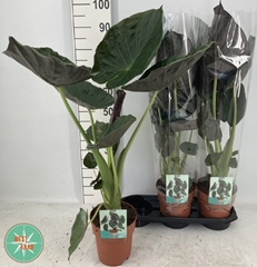 Alocasia Wentii 19Ø 85cm