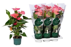 Anthurium Colorado 17Ø 80cm