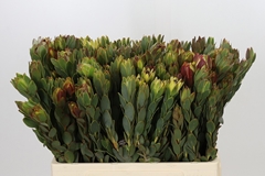 Leucadendron Nervosum 60cm Spray