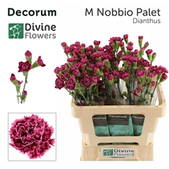 Dianthus Spray Mini Nobbio Palette 60cm