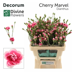 Dianthus Spray Cherry Marvel 60cm