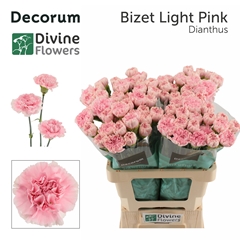 Dianthus Single Bizet Light Pink 60cm