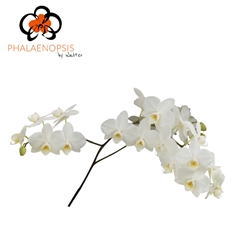 Phalaenopsis Venice 55cm 20+