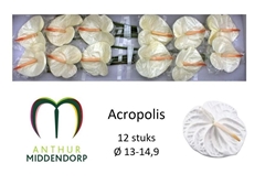 Anthurium Acropolis 13cm Hd