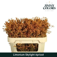 Limonium Painted Skylight Apricot 70cm 25gr.