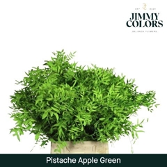 Pistacia Painted Apple Green 40cm