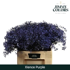 Gypsophila Painted Xlence Purple 60cm 20gr.