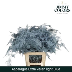 Asparagus Setaceus Painted Light Blue 65cm