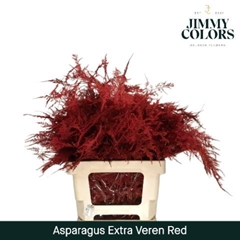 Asparagus Setaceus Painted Red 65cm